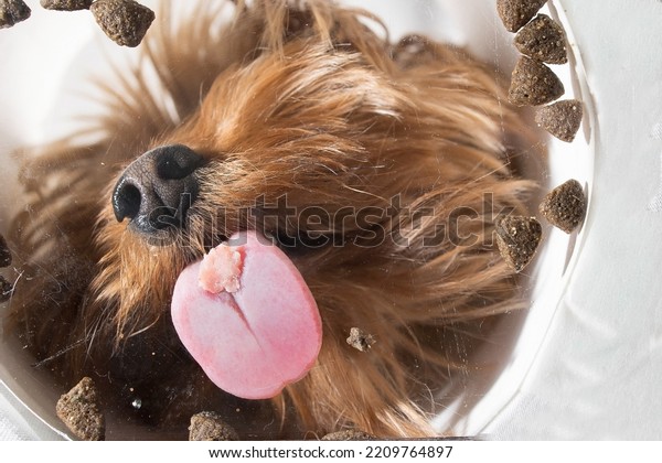 Funny brown domestic dog\
Yorkshire terrier eats dry food from a bowl, unusual angle from\
below