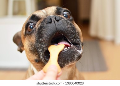 Funny Brown French Bulldog Dog With Wide Open Eyes With Greedy Look And Mouth Getting A Bone Shaped Cookie