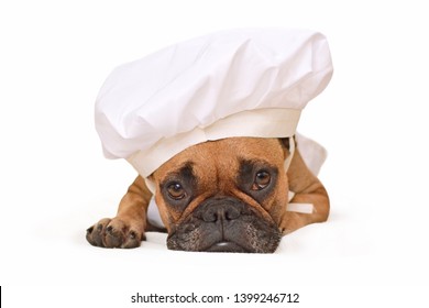 Funny Brown French Bulldog Dog Lying On Ground Dressed Up As Cook Wearing A Chef's Hat Isolated On White Background  