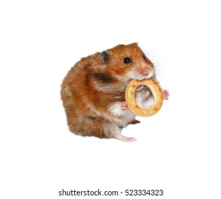 Funny Brown Hamster With A Round Bagel In The Teeth Isolated On White Background