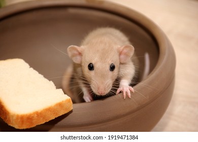 Funny Brown Rat Are Sitting In Large Clay Pot And Eat Bread. The Fancy Rat Is The Domesticated Form Of Rattus Norvegicus. Decorative House Rat 