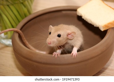 Funny Brown Rat Are Sitting In Large Clay Pot And Eat Bread. The Fancy Rat Is The Domesticated Form Of Rattus Norvegicus. Decorative House Rat 