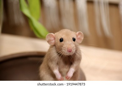 Funny Brown Rat Are Sitting On A Large Clay Pot. The Fancy Rat Is The Domesticated Form Of Rattus Norvegicus. Decorative House Rat 