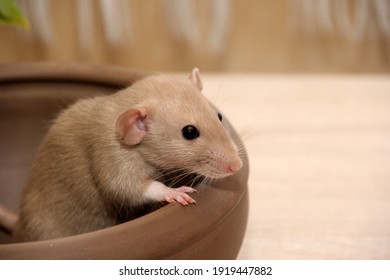 Funny Brown Rat Sitting On A Large Clay Pot. The Fancy Rat Is The Domesticated Form Of Rattus Norvegicus. Decorative House Rat 