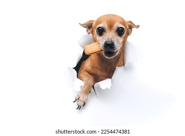 Funny brown small dog toy terrier with a paw reaches for food and holds a cookie in his teeth. Bulky muzzle. Torn hole in white paper. The concept of hunger and theft of food. Copy space. - Shutterstock ID 2254474381
