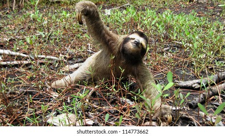 Funny Brown Throated Three Toed Sloth On The Ground, Costa Rica, Central America