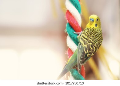 Funny Budgerigar. Budgie  Parrot Sitting On Rope And Plays