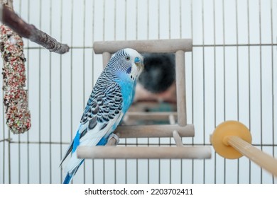 Funny Budgerigar. Cute Blue Budgie Pa Parrot Sits In Cage And Plays With Mirror. Funny Tamed Pet Bird And Her Toys