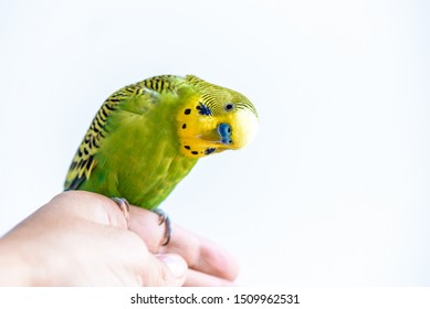 Funny Budgerigar. Cute Green Budgie Parrot Sits On A Finger And Looking At The Camera. Funny Tamed Pet Communicates With A Man