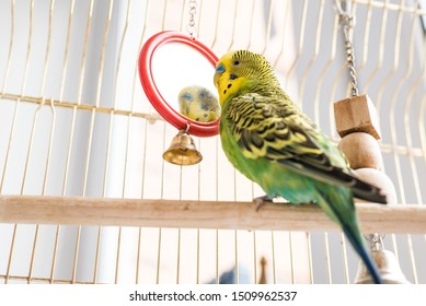 Funny Budgerigar. Cute Green Budgie Pa Parrot Sits In A Cage And Plays With A Mirror. Funny Tamed Pet Bird And Her Toys