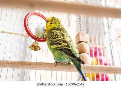 Funny Budgerigar. Cute Green Budgie Pa Parrot Sits In A Cage And Plays With A Mirror. Funny Tamed Pet Bird And Her Toys