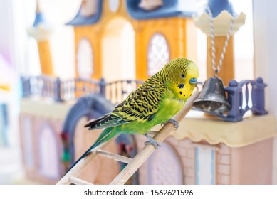 Funny Budgerigar. Cute Green Budgie A Parrot Sits On A Wooden Stairs Near A Toy Castle And Plays With A Bell. Pet Bird And Its Toys