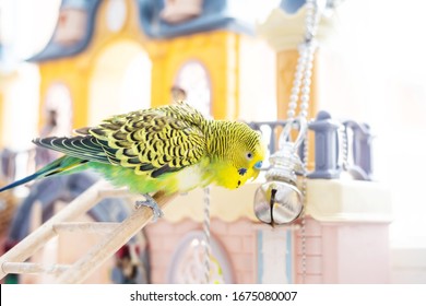 Funny Budgerigar. Cute Green Budgie A Parrot Sits On A Wooden Stairs Near A Toy Castle And Plays With A Bell. Pet Bird And Its Toys