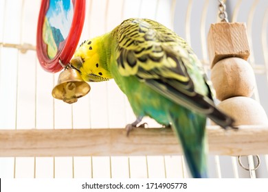 Funny Budgerigar. Cute Green Budgie Pa Parrot Sits In A Cage And Plays With A Mirror. Funny Tamed Pet Bird And Her Toys