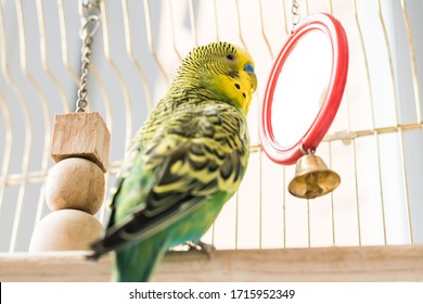 Funny Budgerigar. Cute Green Budgie Pa Parrot Sits In A Cage And Plays With A Mirror. Funny Tamed Pet Bird And Her Toys