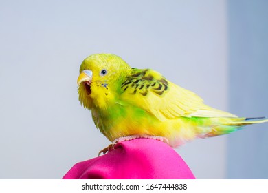 Funny Budgie. A Cute Yellow Budgie Parrot Is Sitting On The Girls Hand. Tamed Pet