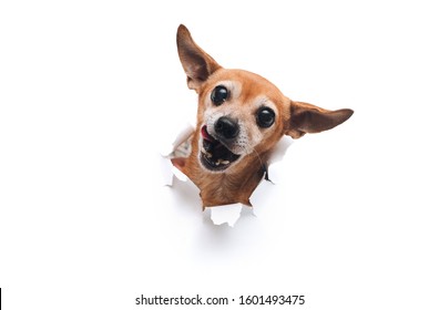 Funny bug-eyed muzzle. The head of old dog through a hole on a white torn paper background. Russian Toy Terrier. ?opy space, isolated. Concept of spy, curiosity and snoop. Appetite and lick.