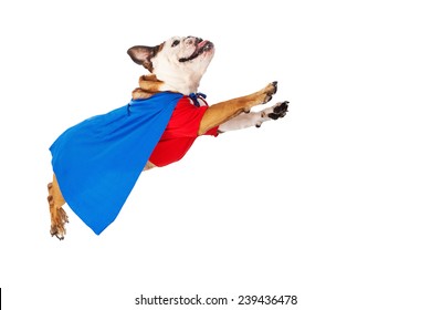 A Funny Bulldog Dressed As A Super Hero In A Red Shirt And Blue Cape Flying Through The Air