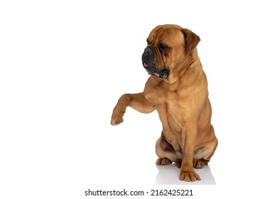 funny bullmastiff dog looking to side and holding paw up while sitting on white background in studio