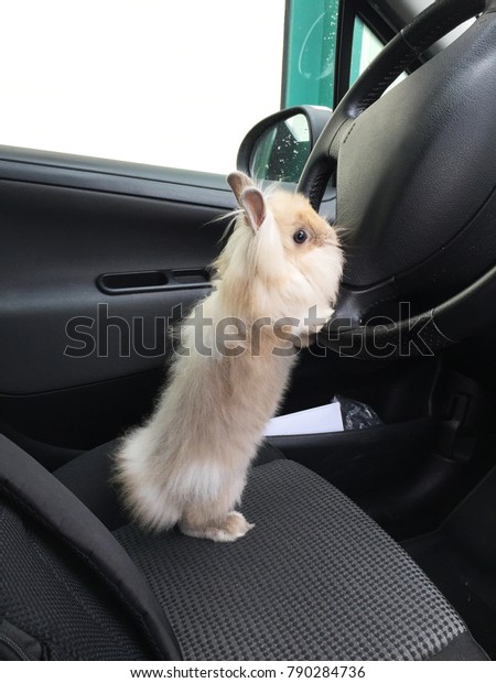 Funny bunny\
post driving car action to\
photography