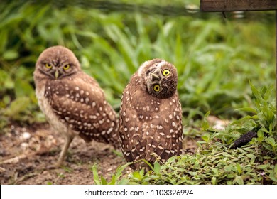 113 Burrowing Owl Tilting Head Images, Stock Photos & Vectors ...