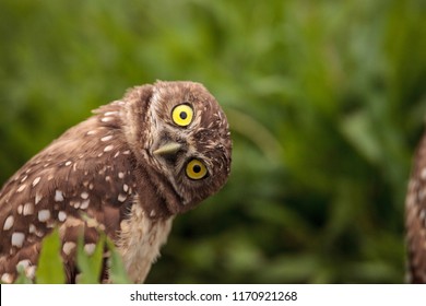 Funny Burrowing owl Athene cunicularia tilts its head outside its burrow