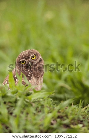 Image, Stock Photo Funny Burrowing owl Athene cunicularia