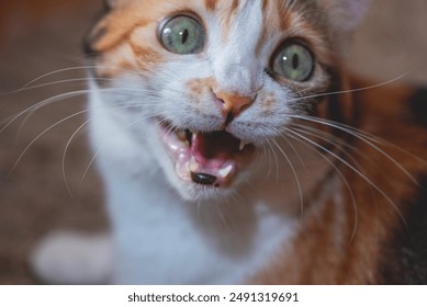 A funny calico cat is hissing to the camera, close up, details - Powered by Shutterstock