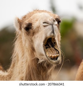 Funny Camel Open Mouth