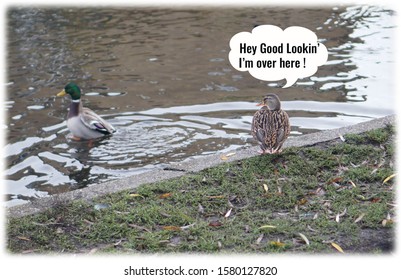 Funny Caption Featuring Two Ducks - Hey Good Lookin' I'm Over Here