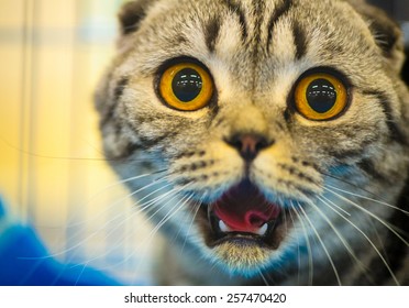 174,165 Funny cat plays Images, Stock Photos & Vectors | Shutterstock