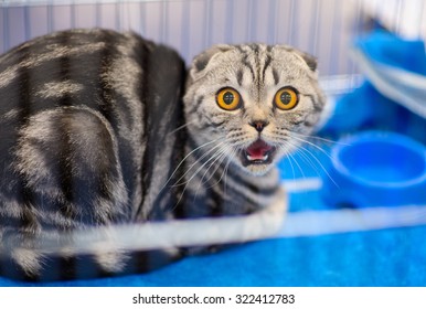 1,113,862 Funny Cat Images, Stock Photos & Vectors | Shutterstock