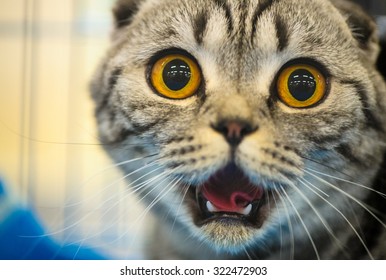 Funny Cat Stock Photo 322472903 | Shutterstock