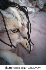 funny cat