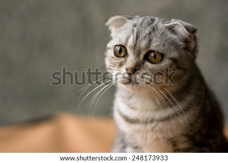 Funny cat