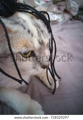 funny cat