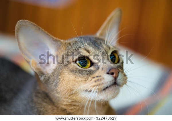 Funny Cat Stock Photo (Edit Now) 322473629