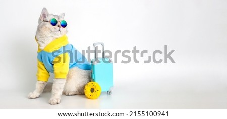 Funny cat in a blue sweatshirt and sunglasses, sits with a suitcase on a white background