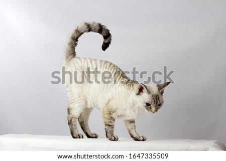Funny cat breed Devon Rex sitting on a white background