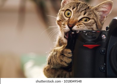 Funny Cat With A Camera.