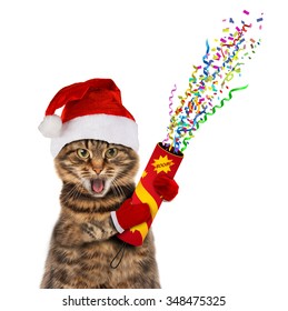 Funny Cat In Christmas Hat With Petard.