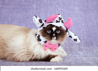 cat cow hat