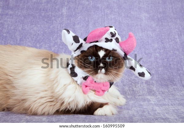 cow hat for cat