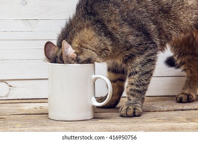 Funny Cat Crawled Into A White Coffee Mug. Design A Coffee Mug