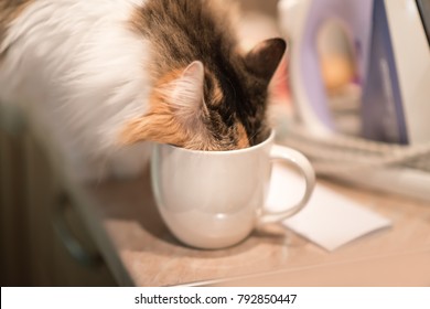 Funny cat crawled into a white coffee mug. Design a coffee mug.