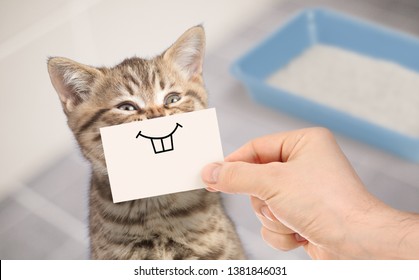 funny cat with crazy smile sitting near clean toilet - Shutterstock ID 1381846031