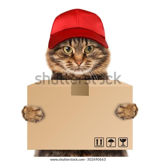 Drole Chat Service De Livraison Photo De Stock Modifiable