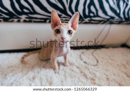 Funny cat. Devon rex. Best friend for human