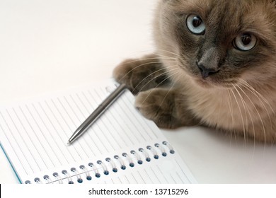 Funny Cat Diary Concept. Cute Birman Kitten Writing Message On Notebook