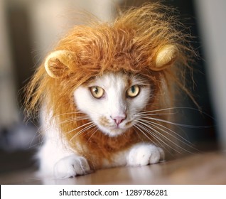 Funny Cat Dressed Up As A Lion.